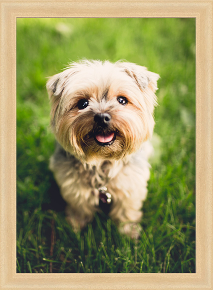 Dřevěný přírodní rám s fotografií, nové město na moravě, vysočina